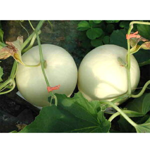 z[LO 100 ߂  rZyюc   ^lzyʏ5{ 5̂̓|Cg10{ΏۊOi|Cg3{Œ菤iz