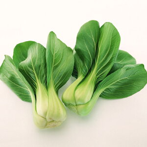 zt 20ml [ `Q `QTC 񂰂񂳂yюc   ^lzyʏ5{ 5̂̓|Cg10{ΏۊOi|Cg3{Œ菤iz