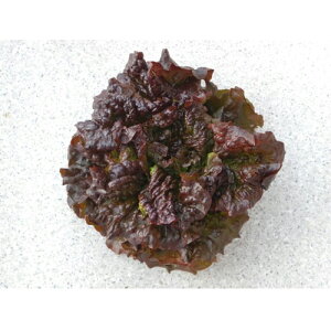 nIVbh 20ml ^Xyюc   ^lzyʏ5{ 5̂̓|Cg10{ΏۊOi|Cg3{Œ菤iz