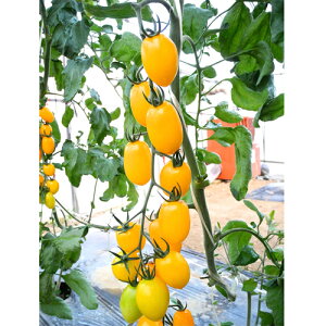 TYvCG[(~j) 1000 g}g Ƃ܂ ׉ցyюc   ^lzyʏ5{ 5̂̓|Cg10{ΏۊOi|Cg3{Œ菤iz