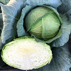  R[gL5000 Lxcyюc   ^lzyʏ5{ 5̂̓|Cg10{ΏۊOi|Cg3{Œ菤iz