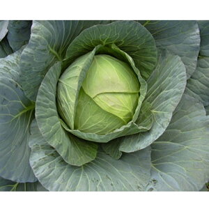 YRM 2000 Lxcyюc   ^lzyʏ5{ 5̂̓|Cg10{ΏۊOi|Cg3{Œ菤iz