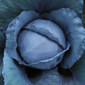 v~Abh R[g5000 Lxcyюc   ^lzyʏ5{ 5̂̓|Cg10{ΏۊOi|Cg3{Œ菤iz