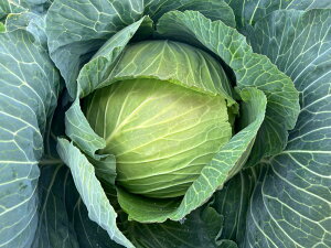  2000 Lxcyюc   ^lzyʏ5{ 5̂̓|Cg10{ΏۊOi|Cg3{Œ菤iz