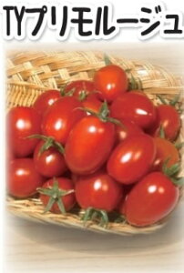 TYv[W 100 ~jg}g g}g Ƃ܂ ׉ցyюc   ^lzyʏ5{ 5̂̓|Cg10{ΏۊOi|Cg3{Œ菤iz