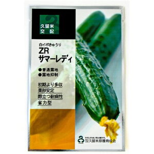 ZRT}[fB 100 ӉZ LE イyvČ琬   ^lzyʏ5{ 5̂̓|Cg10{z