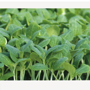  350  _CM yvČ琬   ^lzyʏ5{ 5̂̓|Cg10{z