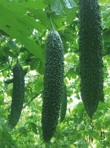 SCV  100 Z yvĎc|   ^lzyʏ5{ 5̂̓|Cg10{z