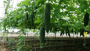 SCV 2 100 Z yvĎc|   ^lzyʏ5{ 5̂̓|Cg10{z