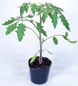 X[p[Ǘ xbg1000  _CM yJlRc   ^l zyʏ5{ 5̂̓|Cg10{z