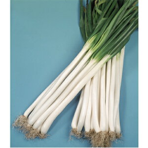 Αq[~ 1L K lM ˂yJlRc   ^l zyʏ5{ 5̂̓|Cg10{z