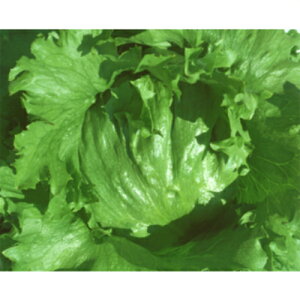 GNV[h ybg5000 ^XyJlRc   ^l zyʏ5{ 5̂̓|Cg10{z