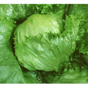 J}[MR ybg5000 ^XyJlRc   ^l zyʏ5{ 5̂̓|Cg10{z