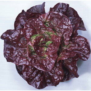 j[ԃT_ ybg5000 ^XyJlRc   ^l zyʏ5{ 5̂̓|Cg10{z