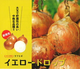 イエロードロップ ペレット5000粒 玉ねぎ たまねぎ 玉葱 タマネギ【カネコ種苗 種 たね タネ 】【通常5倍 5のつく日はポイント10倍】