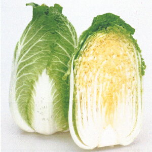 ƂԂ 20ml  nNTC ͂yJlRc   ^l zyʏ5{ 5̂̓|Cg10{z