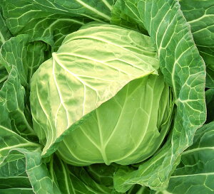 Ȃ (KAK-828) ybg5000 LxcyJlRc   ^l zyʏ5{ 5̂̓|Cg10{z