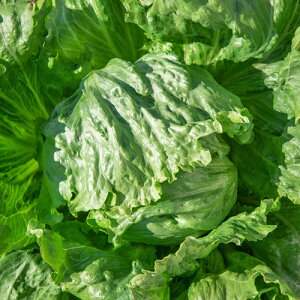 �t�H�[�X�t�� (KAY-013) �y���b�g5000�� ���^�X�y�J�l�R��c �� ���� �^�l �z�y�ʏ�5�{ 5�̂����̓|�C���g10�{�z