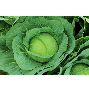 ʕ 2500 LxcyJlRc   ^l zyʏ5{ 5̂̓|Cg10{z