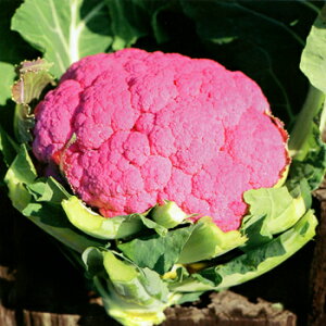 BԂ₳ R[g(1000) Jt[yc̎   ^lzyʏ5{ 5̂̓|Cg10{z