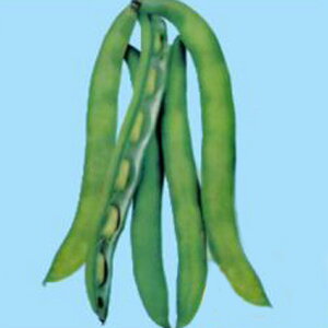 t@[x L 瓤 \} ܂ yc̎   ^lzyʏ5{ 5̂̓|Cg10{z