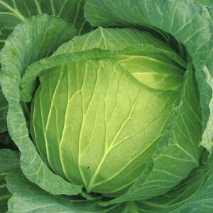 Jx(MKS-C206) ybg5000 LxcyB݂   ^lzyʏ5{ 5̂̓|Cg10{z