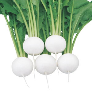 ʗ 20ml  Ju  zyc   ^l zyʏ5{ 5̂̓|Cg10{z