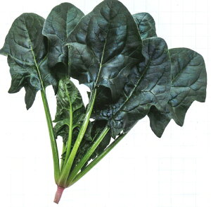 CgAbv MTCY(3) ق @@ zE\E ق񂻂 zyc   ^l zyʏ5{ 5̂̓|Cg10{z