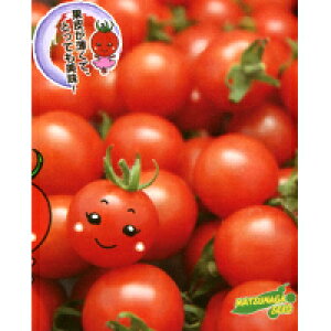 ܂䂩 ~jg}g 1000 iz yic   ^lzyʏ5{ 5̂̓|Cg10{z