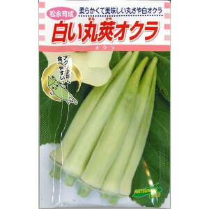 白い丸莢オクラ 1000粒 オクラ 松永育成 【松永種苗 種 たね タネ】【通常5倍 5のつく日はポイント10倍】
