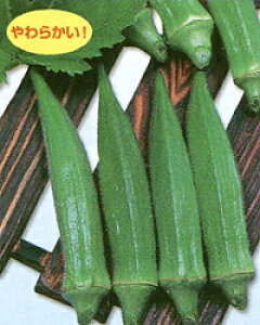 ܊pIN΂ 10000  IN yic   ^lzyʏ5{ 5̂̓|Cg10{z