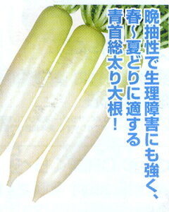 YR萌ひびき(もえひびき) コート5000粒 大根 ダイコン だいこん 宇治交配 【丸種 種 たね タネ】【通常5倍 5のつく日はポイント10倍対象外商品ポイント3倍固定商品】