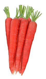 bhn[j[ 10000 jW ɂ񂶂 lQ z@yێ   ^lzyʏ5{ 5̂̓|Cg10{ΏۊOi|Cg3{Œ菤iz