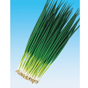 ܂Ђ 1L K lM ˂ ̎ y̎   ^l zyʏ5{ 5̂̓|Cg10{z