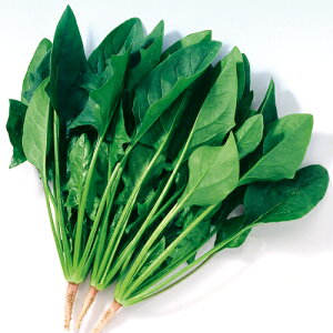 tLs^ AbvV[hM3 ق񂻂 zE\E F1 AbvV[hq y̎   ^l zyʏ5{ 5̂̓|Cg10{z