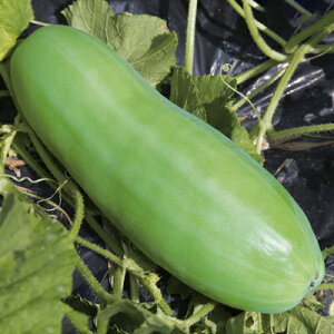 ʂZ 1DL Z E  ̎ y̎   ^l zyʏ5{ 5̂̓|Cg10{z