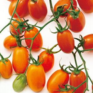 TYWGIWg}g 100 g}g Ƃ܂ ׉ F1 y̎   ^l zyʏ5{ 5̂̓|Cg10{z