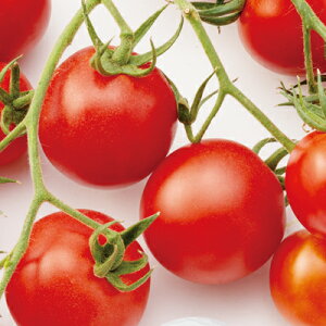 TY~fBbhg}g 100 g}g Ƃ܂ ׉ F1 ̎ y̎   ^l zyʏ5{ 5̂̓|Cg10{z