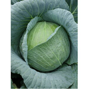 Ch ybg5000 Lxc mEz y{_ю   ^l zyʏ5{ 5̂̓|Cg10{z