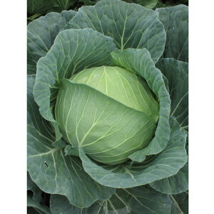 ėz 2500 Lxc mEz y{_ю   ^l zyʏ5{ 5̂̓|Cg10{z