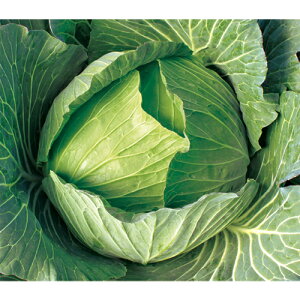 ~ 2500 Lxcy̎   ^l zyʏ5{ 5̂̓|Cg10{z