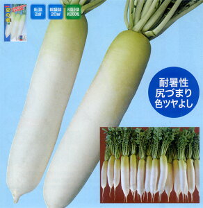 *Ă̍ 3LR[g5000 卪 _CR yig   ^lzyʏ5{ 5̂̓|Cg10{z