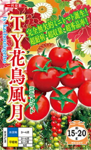 TY�Ԓ����� 500�� �g�}�g �Ƃ܂� �׉� �y�i���g �� ���� �^�l �z�y�ʏ�5�{ 5�̂����̓|�C���g10�{�z