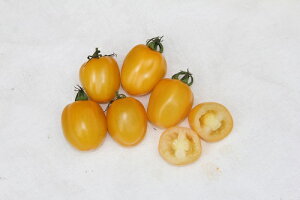 LfB|bv@Vg 100 g}g Ƃ܂ ׉ yig   ^l zyʏ5{ 5̂̓|Cg10{z