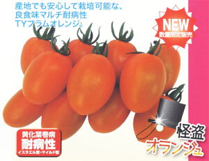 �����I�����W�� 100�� �g�}�g �Ƃ܂� �׉� �y�i���g �� ���� �^�l �z�y�ʏ�5�{ 5�̂����̓|�C���g10�{�z