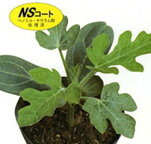 gbvK 2000  _CM  yig   ^l zyʏ5{ 5̂̓|Cg10{z