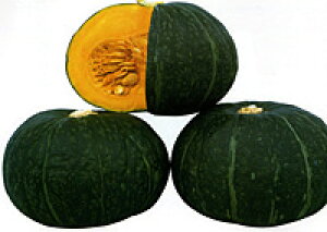 ӂ 100 Z J{` ڂ yig   ^l zyʏ5{ 5̂̓|Cg10{z