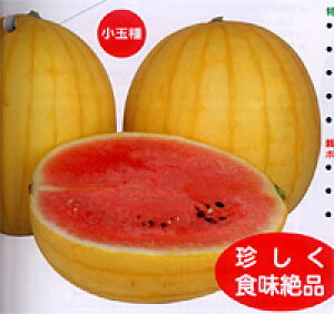 ʁ@ЂȂ 200 XCJ  Z yig   ^l zyʏ5{ 5̂̓|Cg10{z