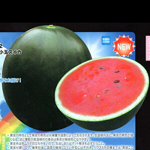 ʁ@Ȃ 200 XCJ  Z yig   ^l zyʏ5{ 5̂̓|Cg10{z
