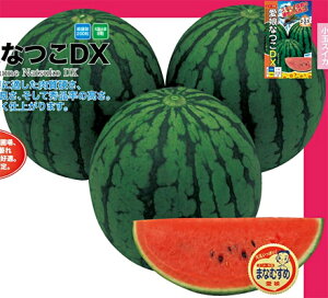 ʁ@ȂDX 200 XCJ  Z yig   ^l zyʏ5{ 5̂̓|Cg10{z